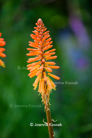 Ivy Cottage garden, Designer Matthew Childs, All Photos © Joanna Kossak
