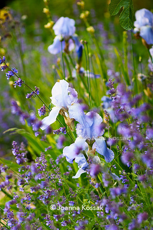 Ivy Cottage garden, Designer Matthew Childs, All Photos © Joanna Kossak