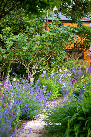 Ivy Cottage garden, Designer Matthew Childs, All Photos © Joanna Kossak