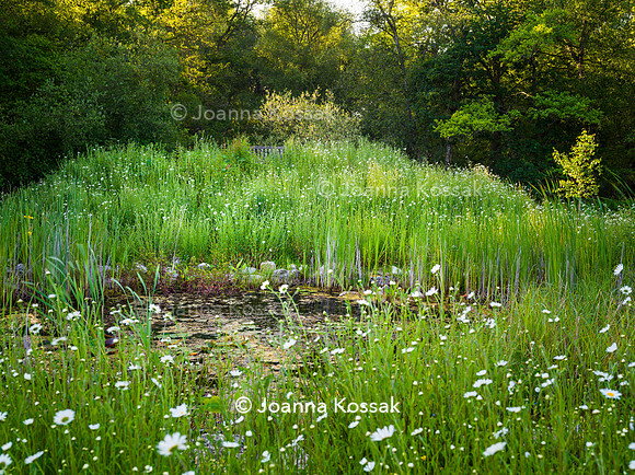 Ivy Cottage garden, Designer Matthew Childs, All Photos © Joanna Kossak