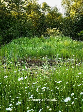 Ivy Cottage garden, Designer Matthew Childs, All Photos © Joanna Kossak