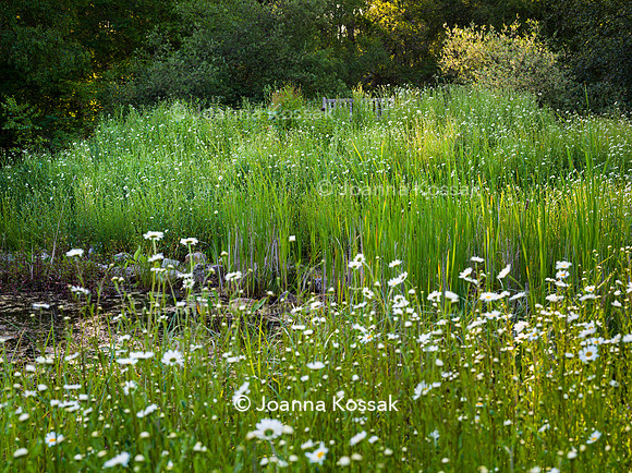 Ivy Cottage garden, Designer Matthew Childs, All Photos © Joanna Kossak