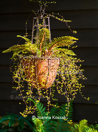 Ivy Cottage garden, Designer Matthew Childs, All Photos © Joanna Kossak