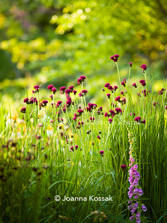 Ivy Cottage garden, Designer Matthew Childs, All Photos © Joanna Kossak