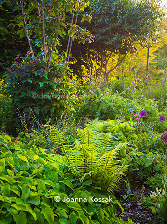 Ivy Cottage garden, Designer Matthew Childs, All Photos © Joanna Kossak