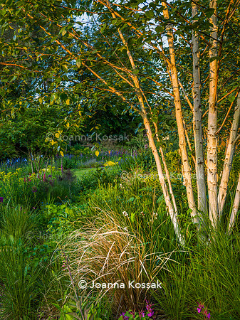 Ivy Cottage garden, Designer Matthew Childs, All Photos © Joanna Kossak