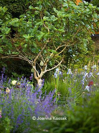 Ivy Cottage garden, Designer Matthew Childs, All Photos © Joanna Kossak