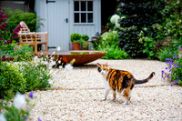 Wimbledon Garden. Designed by Tony Woods/ Garden Club London, All Photos © Joanna Kossak