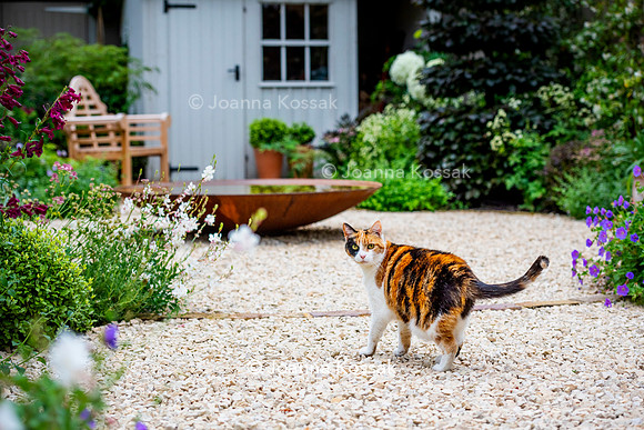 Wimbledon Garden. Designed by Tony Woods/ Garden Club London, All Photos © Joanna Kossak