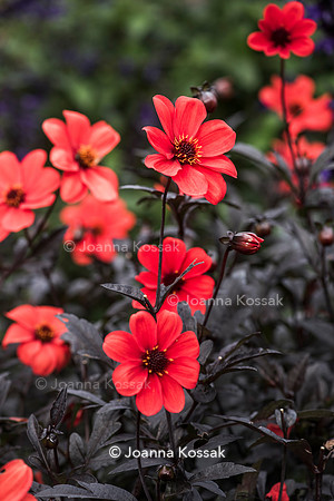 Great Comp Garden in Autumn