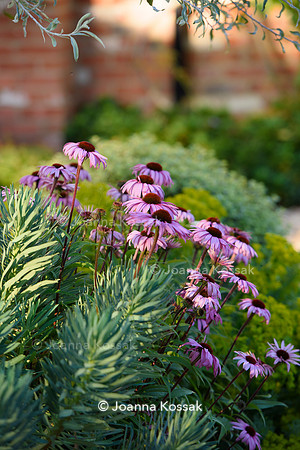 Weston Green/ Esher. Designed by Maitanne Hunt, All Photos © Joanna Kossak