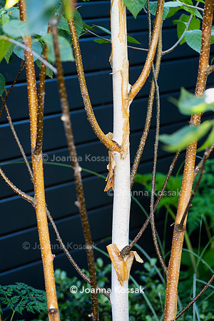 Wandsworth garden. Designed by Tony Woods/ Garden Club London, All Photos © Joanna Kossak
