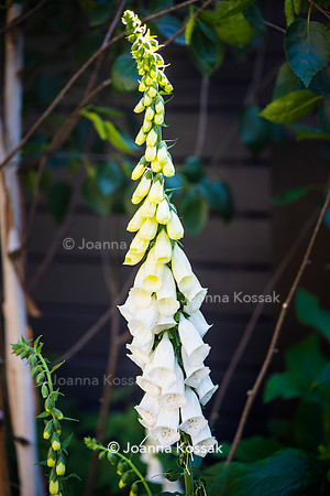 Wandsworth garden. Designed by Tony Woods/ Garden Club London, All Photos © Joanna Kossak