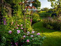Rose Queen of Sweden