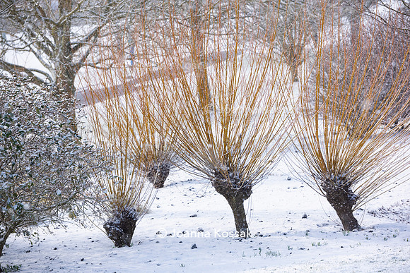 Hyde Hall Garden