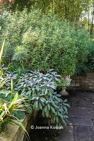 Purple sage - Salvia officials 'Purpurescens' in flowerbed.