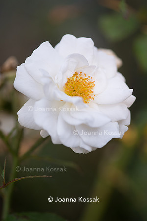 Rosa 'Kent'