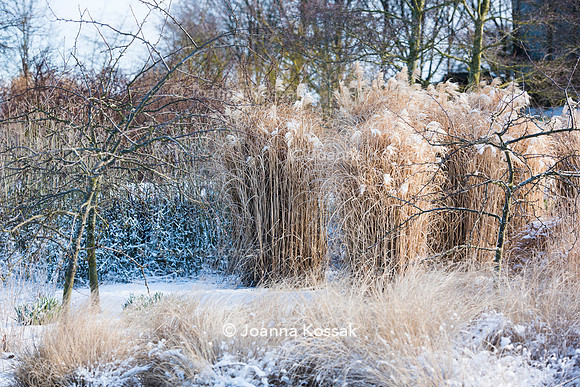 Hyde Hall Garden