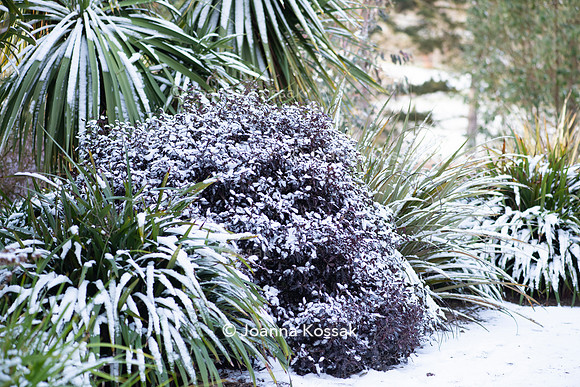 Hyde Hall Garden