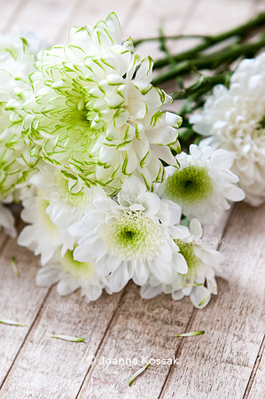 Chrysanthemum 'Zembla Lime'