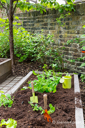 Camberwell garden in Summer