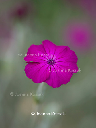 Old Scholl House garden, Designer Matthew Childs, All Photos © Joanna Kossak