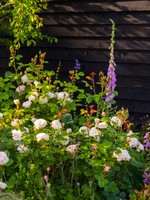 Rose Emily Brontë with Foxgloves