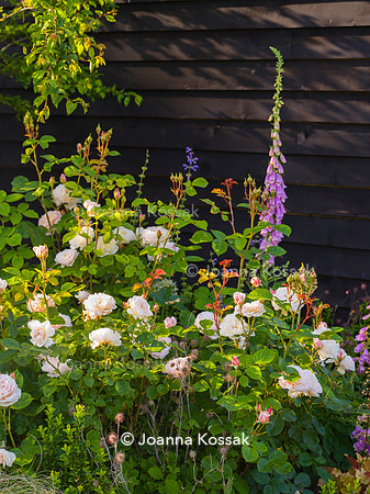 Rose Emily Brontë with Foxgloves