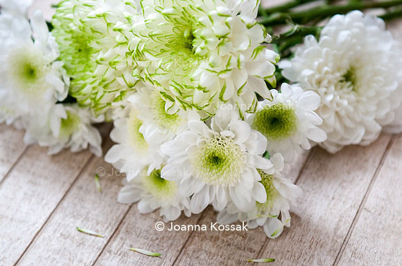 Chrysanthemum 'Radost'