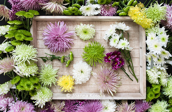 Colourful Chrysanthemums