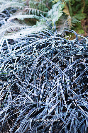 Ophiopogon planiscapus 'Nigrescens' AGM (black mondo)