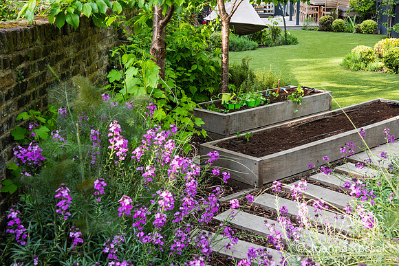 Camberwell garden in Summer