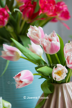 Tulipa 'Bell Song' (Fringed Tulip) in ceramic vase