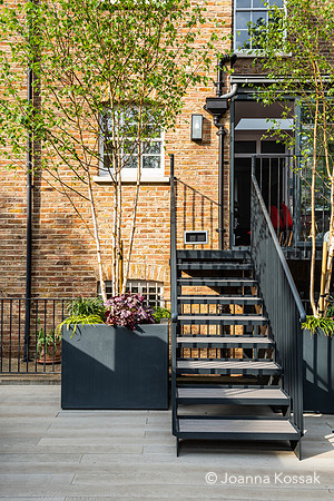 Camberwell garden in Summer