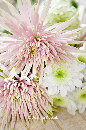 Chrysanthemum 'Radost' and Chrysanthemum 'Anastasia Star Pink'