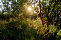 Old Scholl House garden, Designer Matthew Childs, All Photos © Joanna Kossak