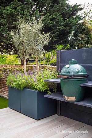 Camberwell garden in Summer