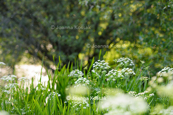 Old Vicarage, Designer Kate Smith, All Photos © Joanna Kossak
