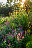Old Scholl House garden, Designer Matthew Childs, All Photos © Joanna Kossak