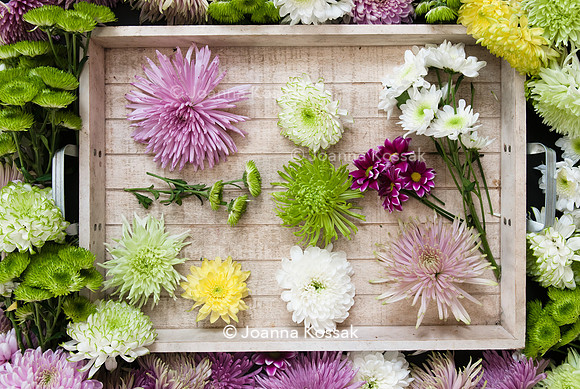 Colourful Chrysanthemums