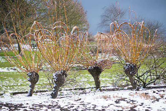 Hyde Hall Garden