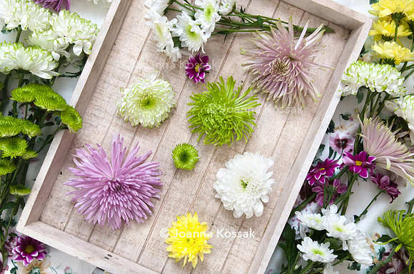 Colourful Chrysanthemums
