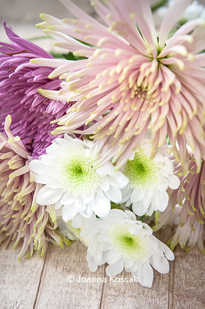 Chrysanthemum 'Radost' and Chrysanthemum 'Anastasia Star Pink'
