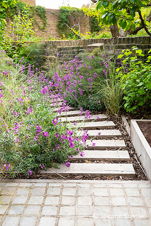 Camberwell garden in Summer