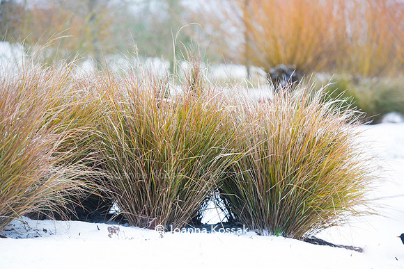Hyde Hall Garden