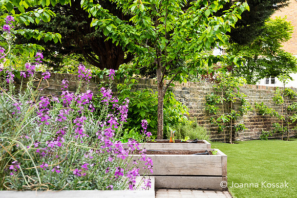 Camberwell garden in Summer