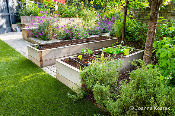 Camberwell garden in Summer
