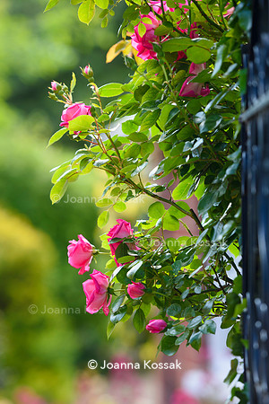 Old Vicarage, Designer Kate Smith, All Photos © Joanna Kossak