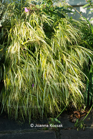 Hakonechloa macra 'Aureola' AGM (Golden Japanese forest grass)