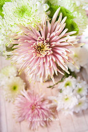Chrysanthemum 'Anastasia Star Pink'